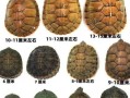 观赏龟种类(观赏龟有哪几种类型)