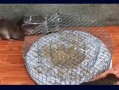 高校鼠头涉事窗口几乎没人去吃饭_高校鼠头涉事窗口几乎没人去