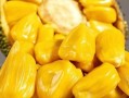 菠萝蜜成熟视频-菠萝蜜成熟视频大全