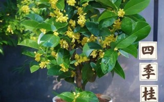 桂花树之恋_桂花树之恋 试听