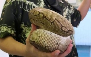 宠物蛇穿耳洞卡住-宠物蛇穿耳洞卡住了