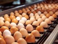 不要塞鸡蛋了已经4个了