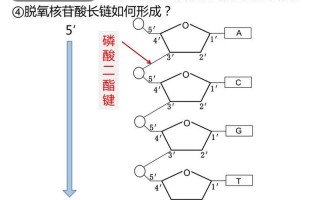 关于dna分子的结构是的信息-关于dna结构的描述错误的是