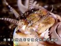 博比特虫能吃吗-博比特虫能吃人吗